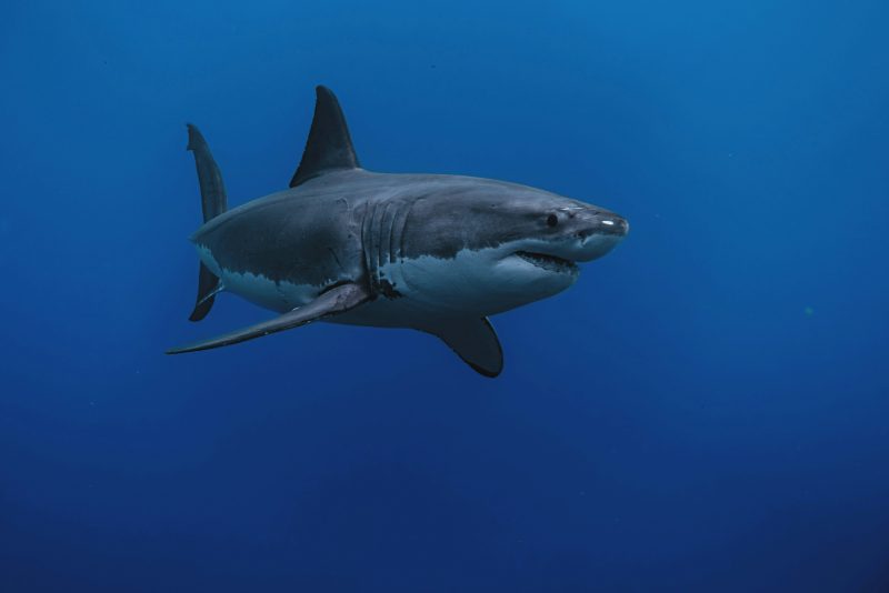 Are There Really Great White Sharks in Croatian Waters?